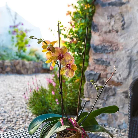 Daire Domo Bangone - Sa Corte *